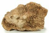 Flower-Like Sandstone Concretion - Pseudo Stromatolite #287067-1